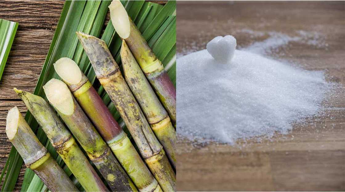 agro-based industries in Nigeria agro-based industries in Nigeria