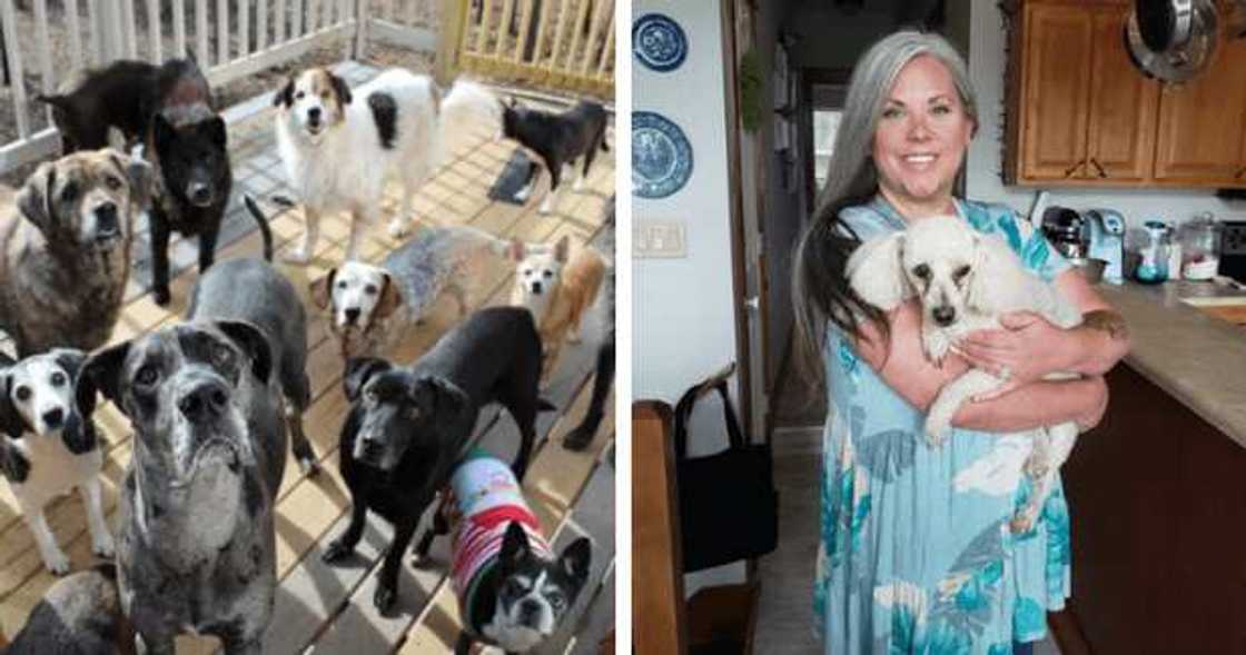 Valerie Reid has found a home for old dogs at Hermitage, Missouri, United States.