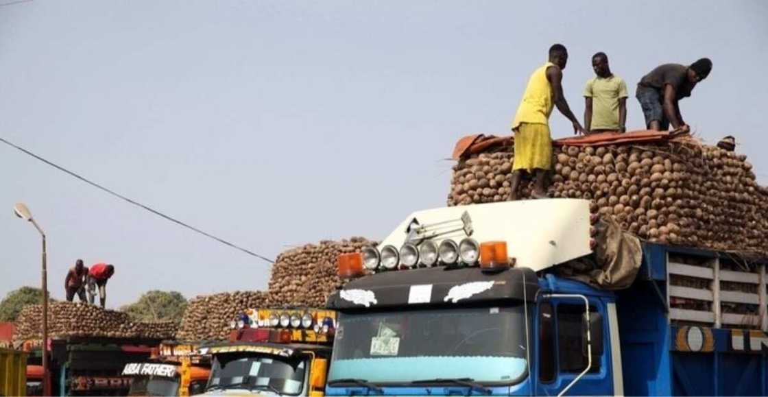 Zaki biam yam market