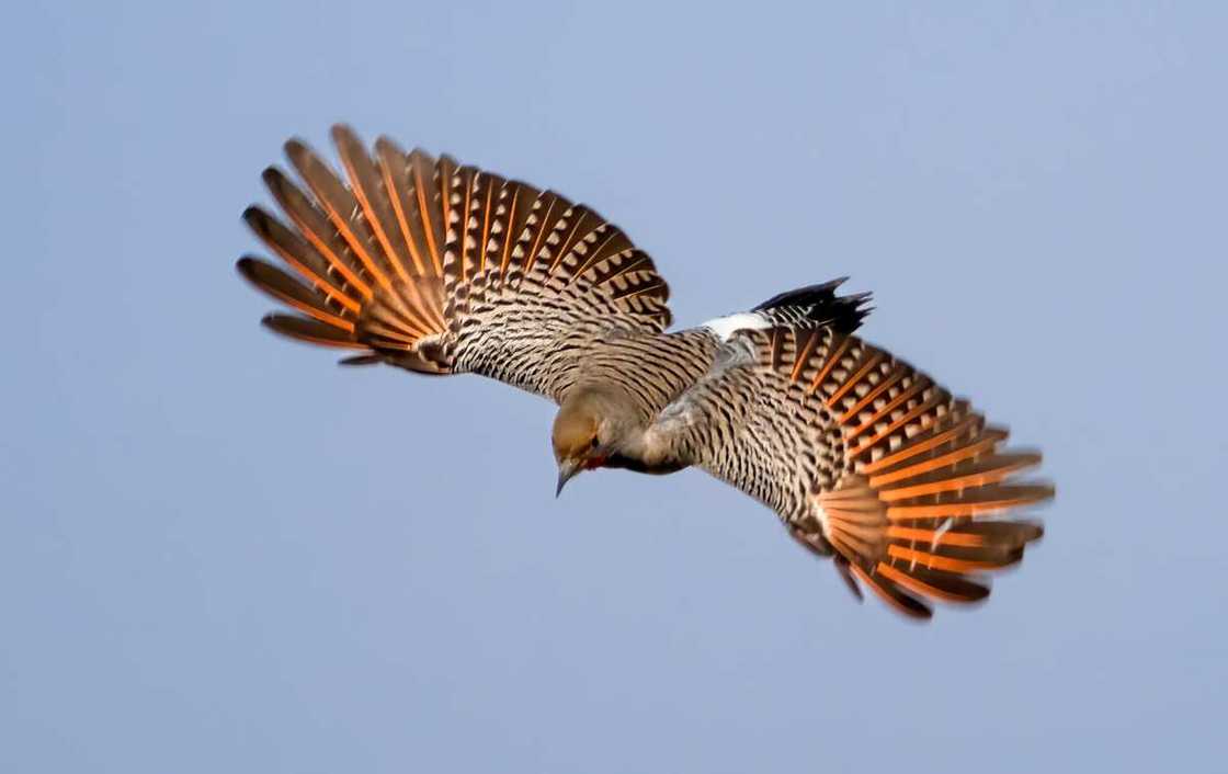 Red-shafted flicker