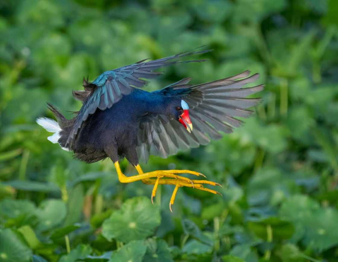 American purple gallinule landing on the reeds