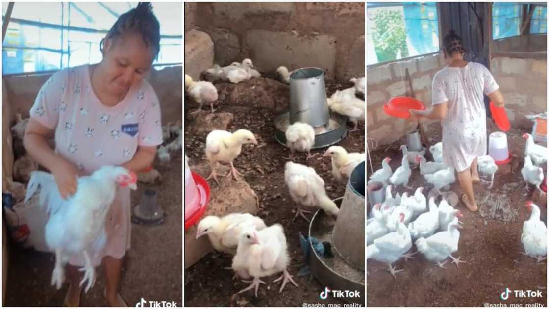 Poultry business in Nigeria/House wife started chicken business. Poultry business in Nigeria/House wife started chicken business.