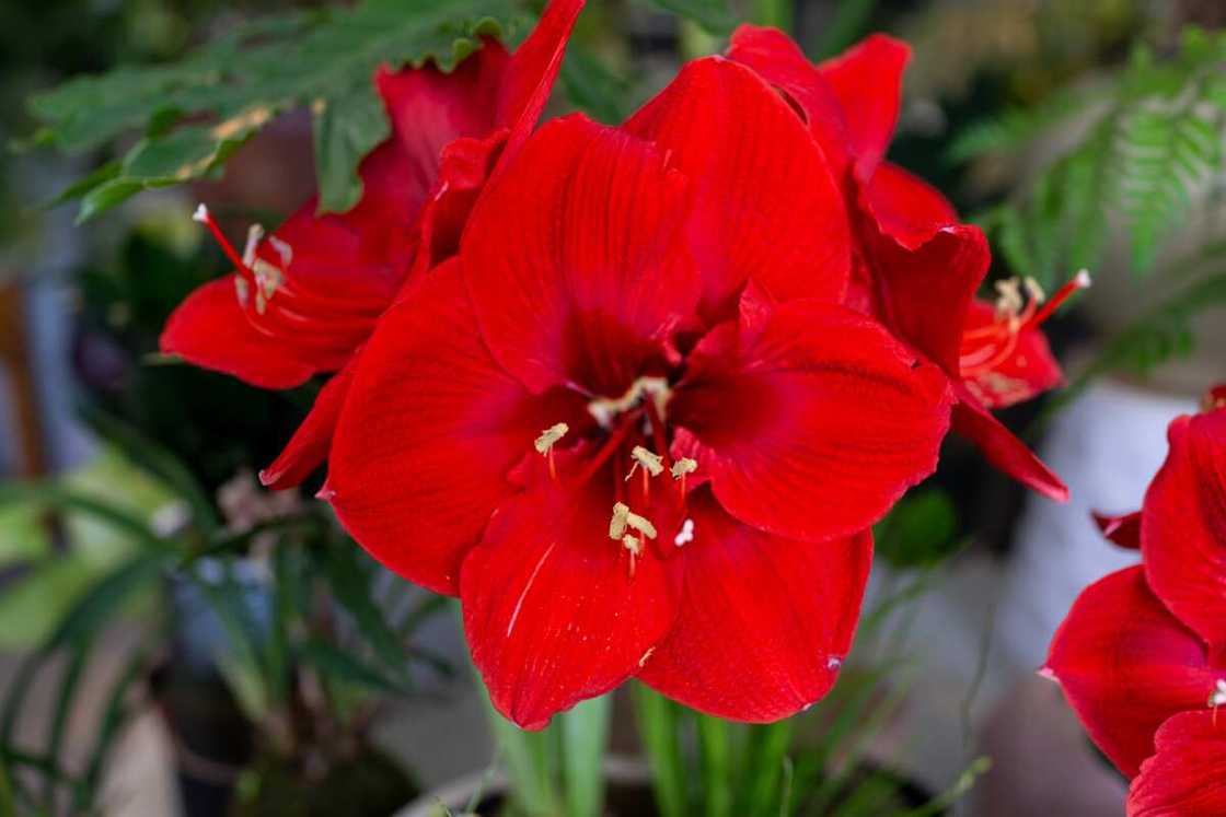 Flower head of amaryllis