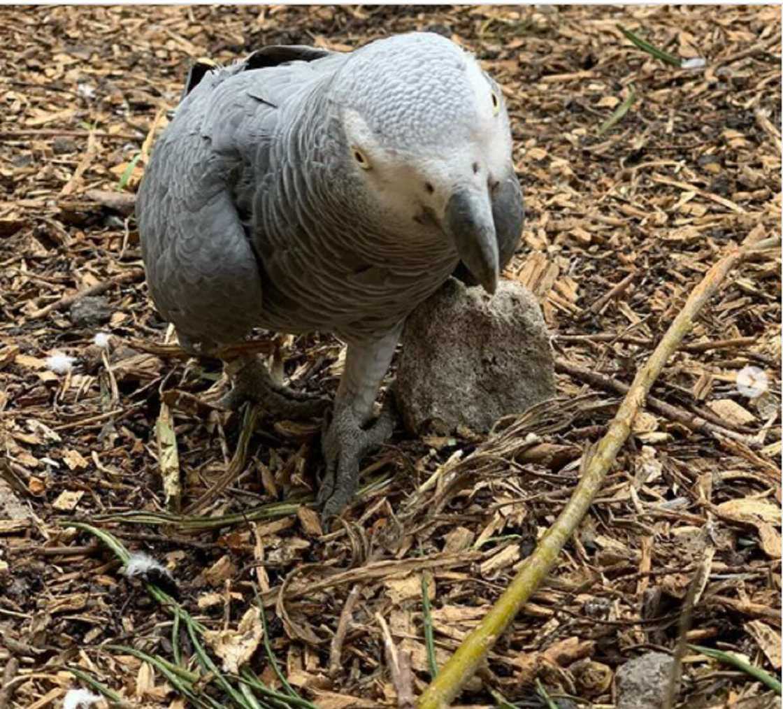 An raba wasu aku 5 a gidan zoo saboda yi wa mutane ashariya (Hotuna)