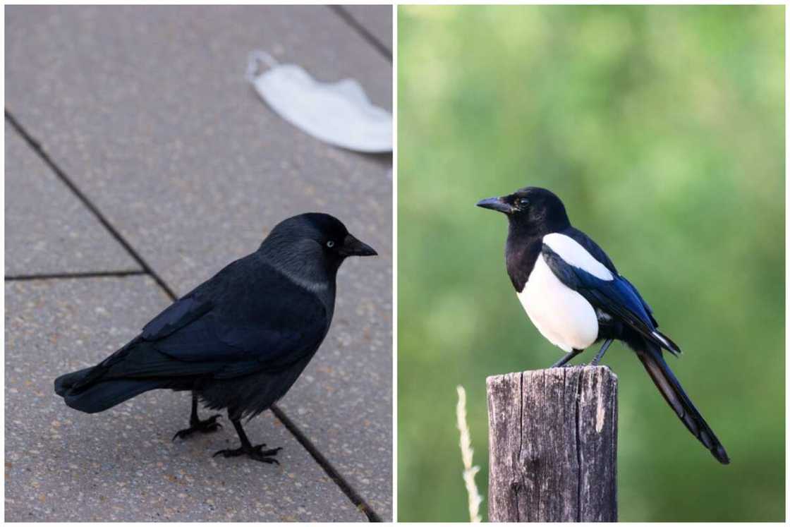 smartest bird smartest bird