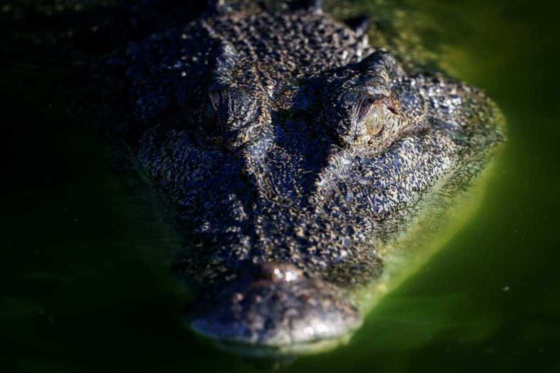 A crocodile swims in a lagoon at Crocodylus Park located on the outskirts of the Northern Territory city of Darwin A crocodile swims in a lagoon at Crocodylus Park located on the outskirts of the Northern Territory city of Darwin