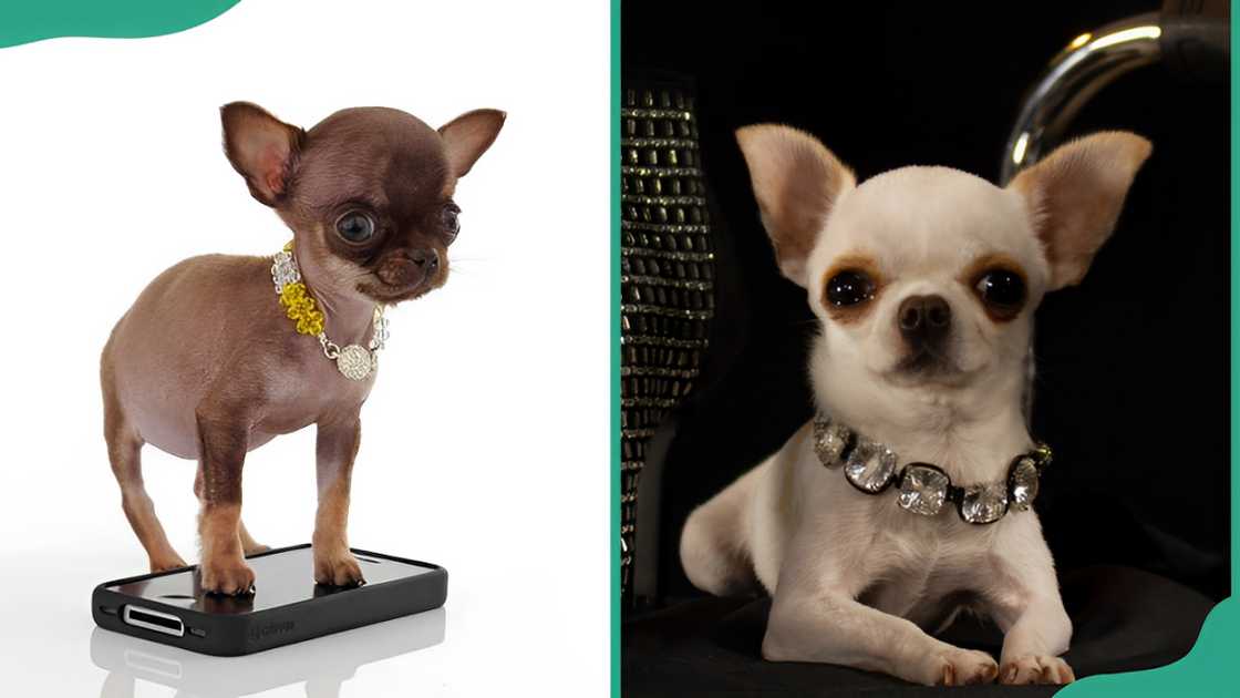 Chihuahua standing on top of a smartphone (L) and resting on a chair (R)