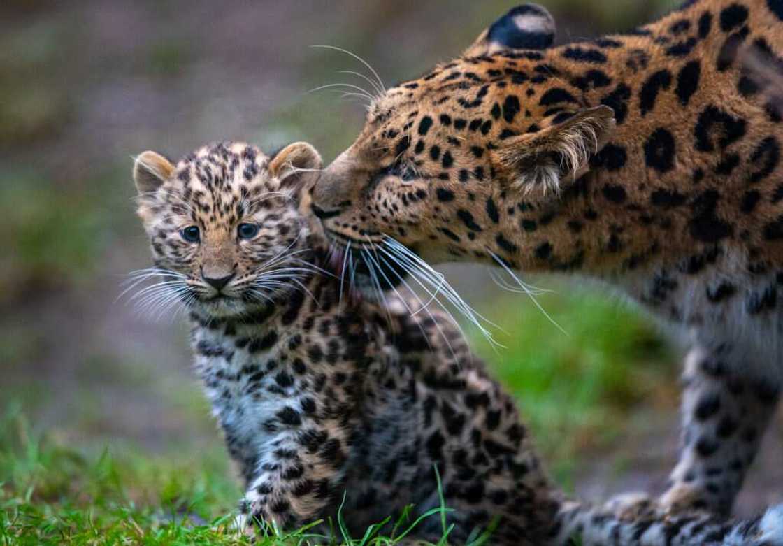 Léopard de l’Amour Léopard de l’Amour