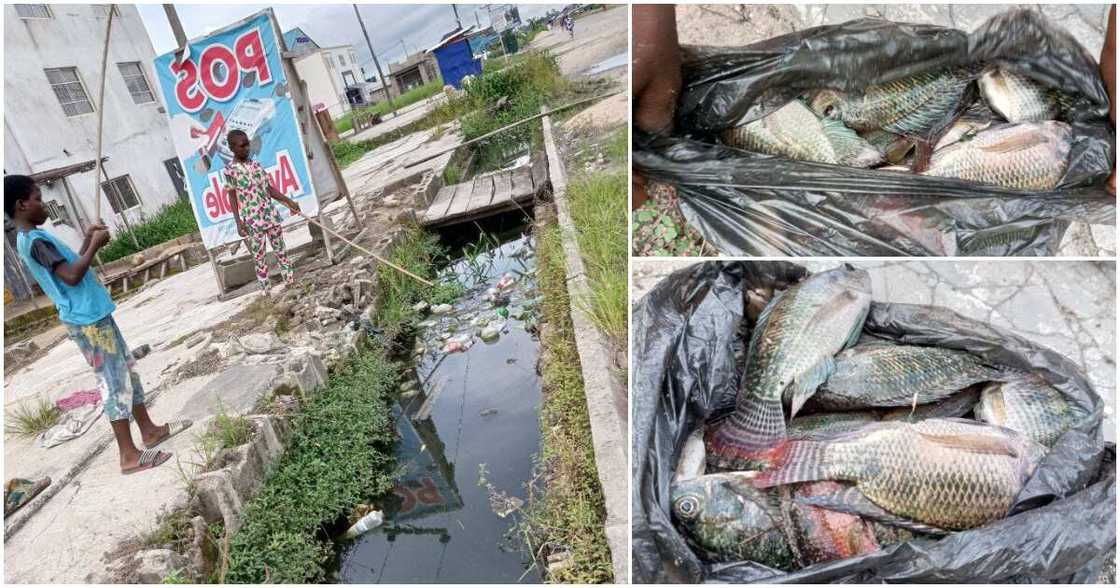 Onisoman Kos-Ikah, big Tilapia fishes, Bayelsa state, gutter, drainage Onisoman Kos-Ikah, big Tilapia fishes, Bayelsa state, gutter, drainage