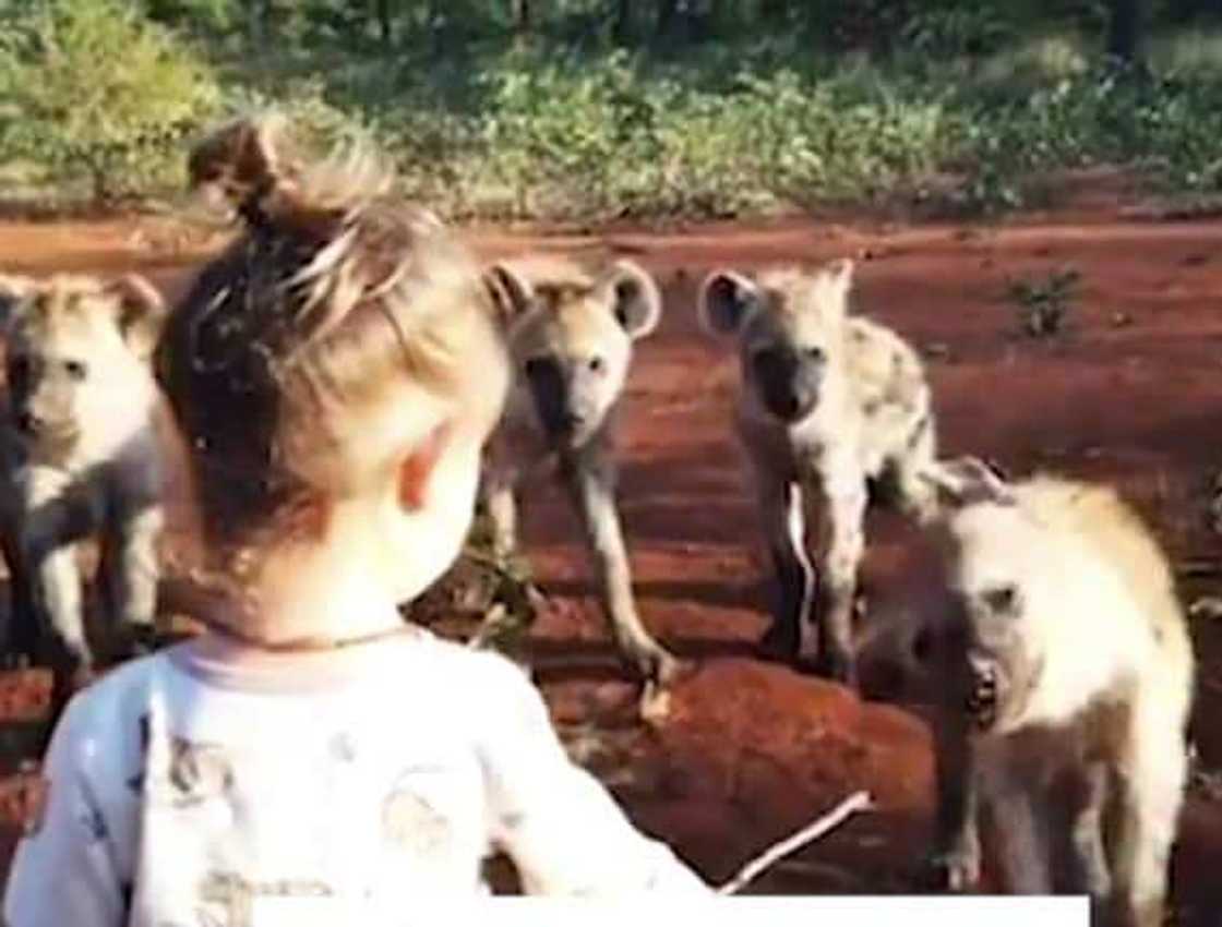 Fisi mpendwa:Toddler recorded on camera spending time with clan of hyenas Fisi mpendwa:Toddler recorded on camera spending time with clan of hyenas