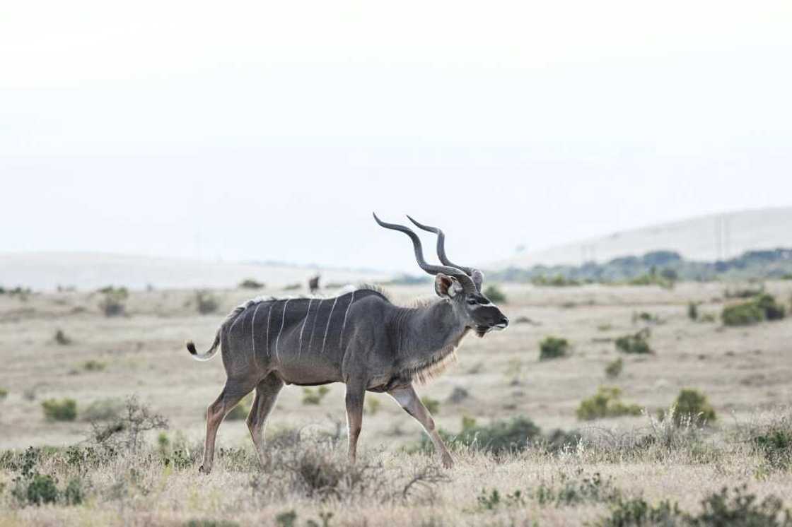 South Africa has long adopted a market-oriented approach to conservation South Africa has long adopted a market-oriented approach to conservation