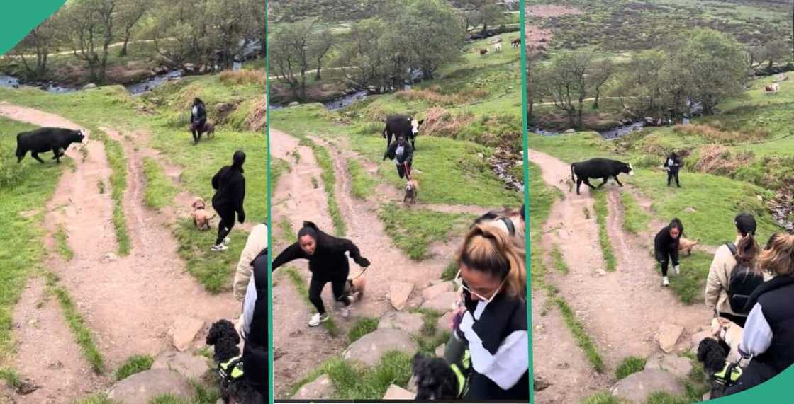 Video shows cow pursuing 4 ladies Video shows cow pursuing 4 ladies