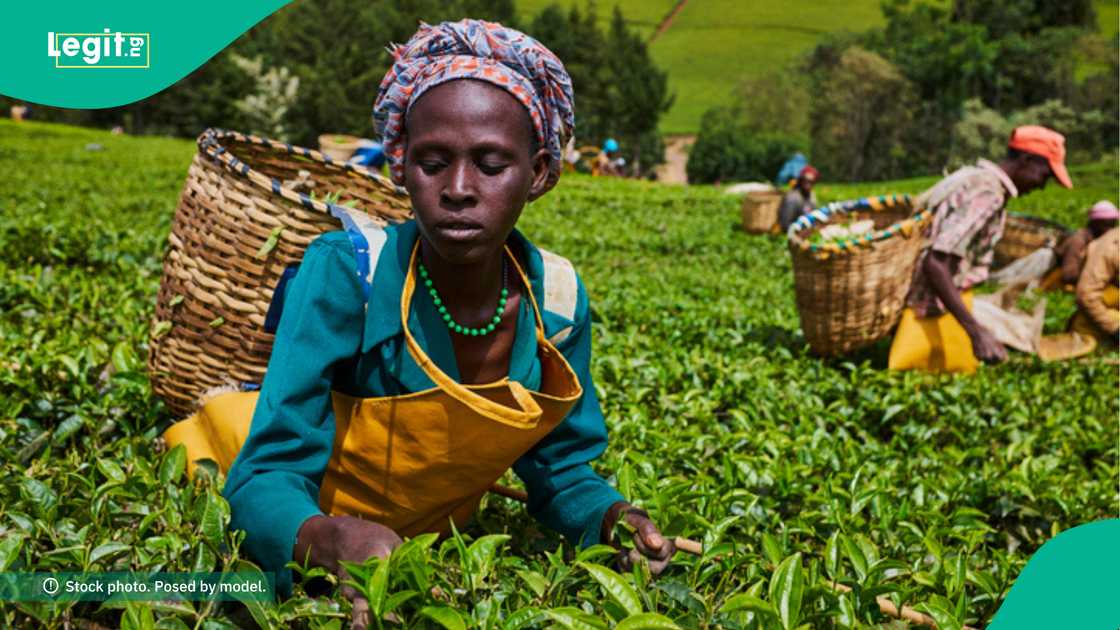 Nigeria's Agritech Startups Win $40,000 in AYuTe Africa Challenge Nigeria's Agritech Startups Win $40,000 in AYuTe Africa Challenge