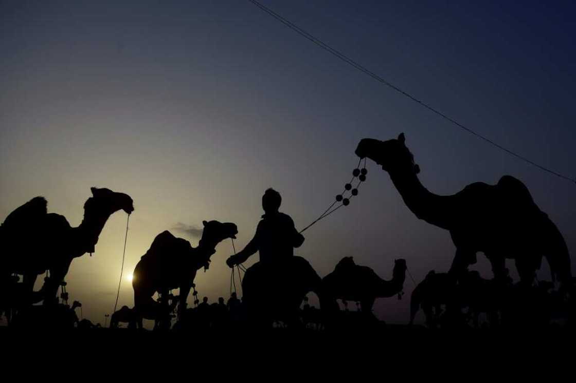 Camels can cost up to one million rupees ($3,500), a price point increasingly out of reach for Pakistanis plagued by inflation Camels can cost up to one million rupees ($3,500), a price point increasingly out of reach for Pakistanis plagued by inflation
