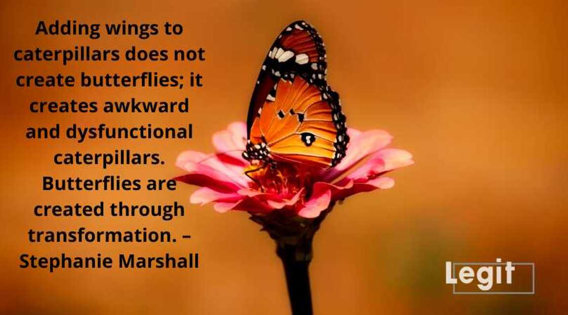 butterfly sayings butterfly sayings