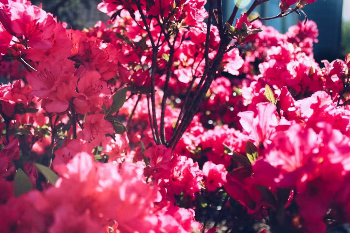 Azalea is a symbol of femininity