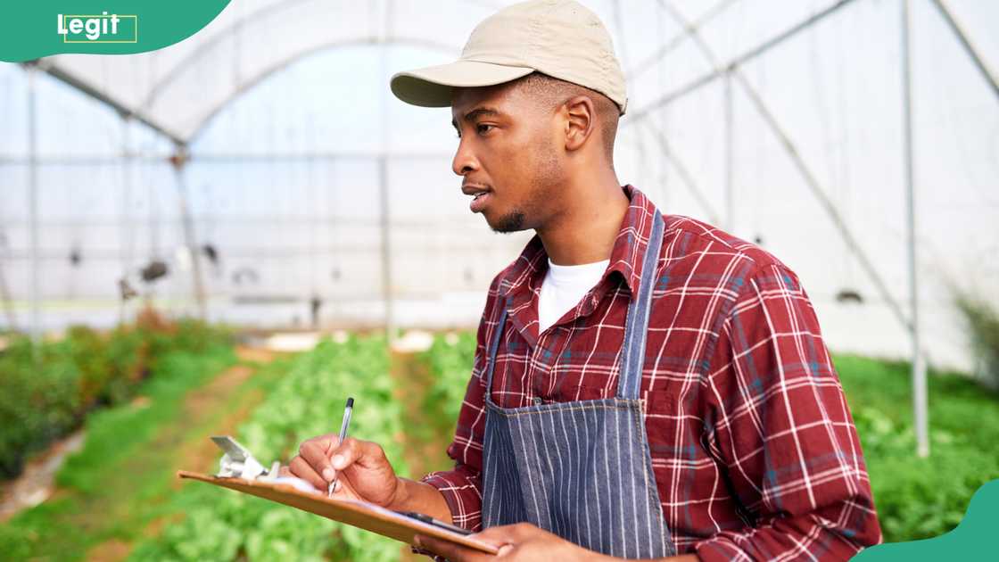 A farmer taking notes in a vegetable greenhouse.