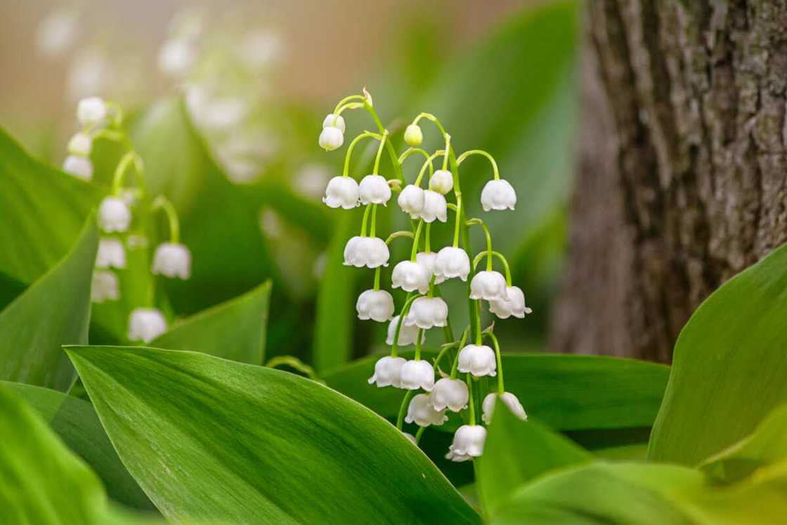 Lily of the valley, blooming in the spring forest Lily of the valley, blooming in the spring forest