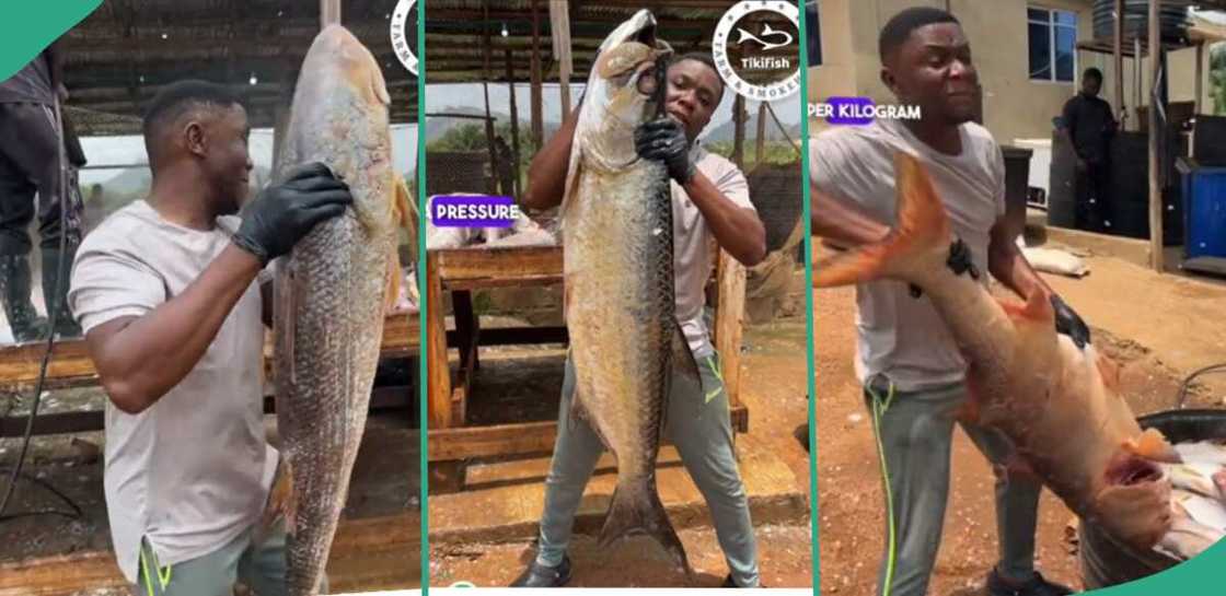 Fish farmer showing off some fish.