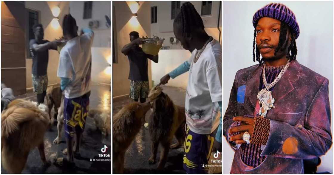 Naira Marley, dogs, chickens Naira Marley, dogs, chickens