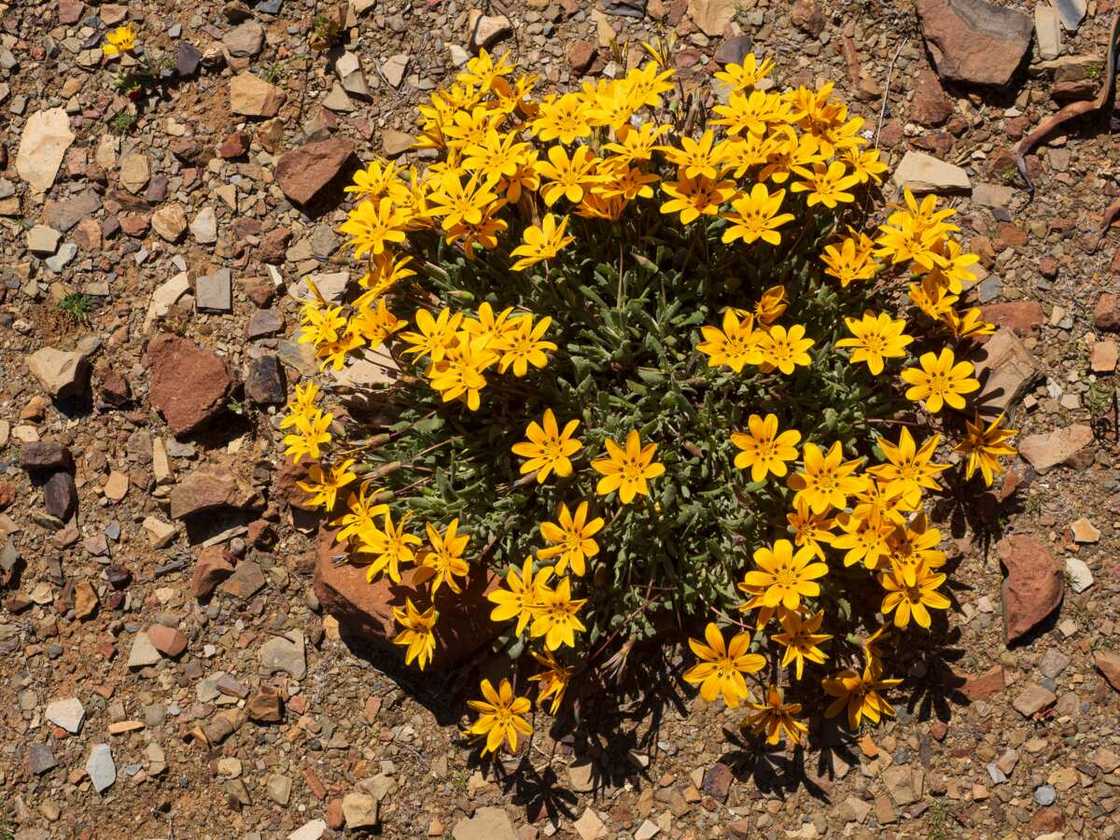 African daisy flower