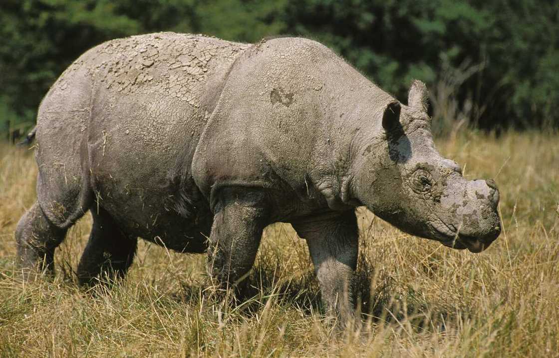 Uncommon animals Uncommon animals