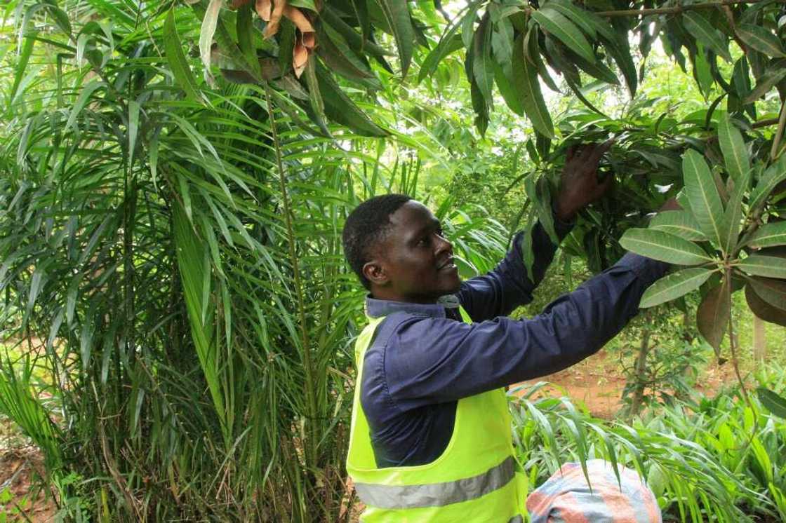 Campaigner: Sebastien Balouki is fighting to replant Togo's tropical forests