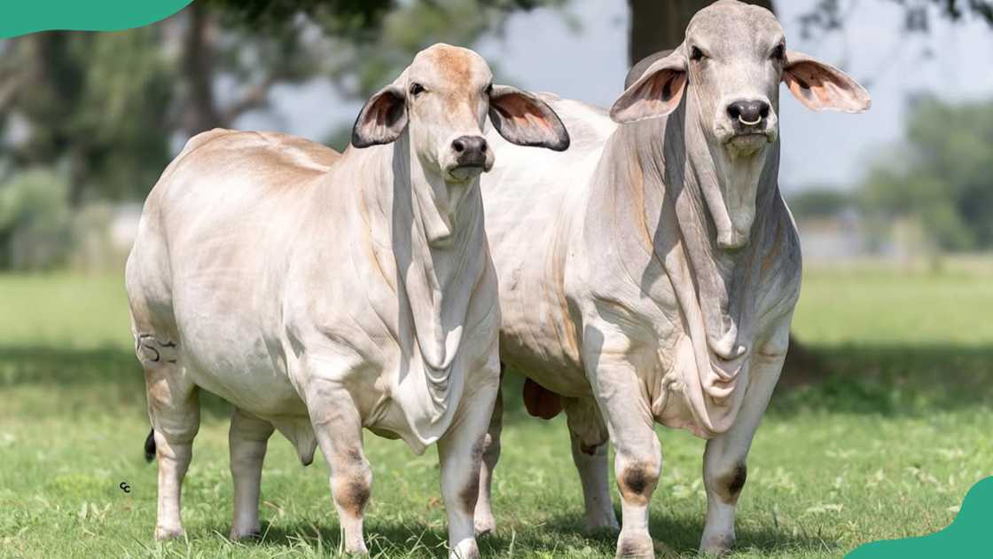 Brahman