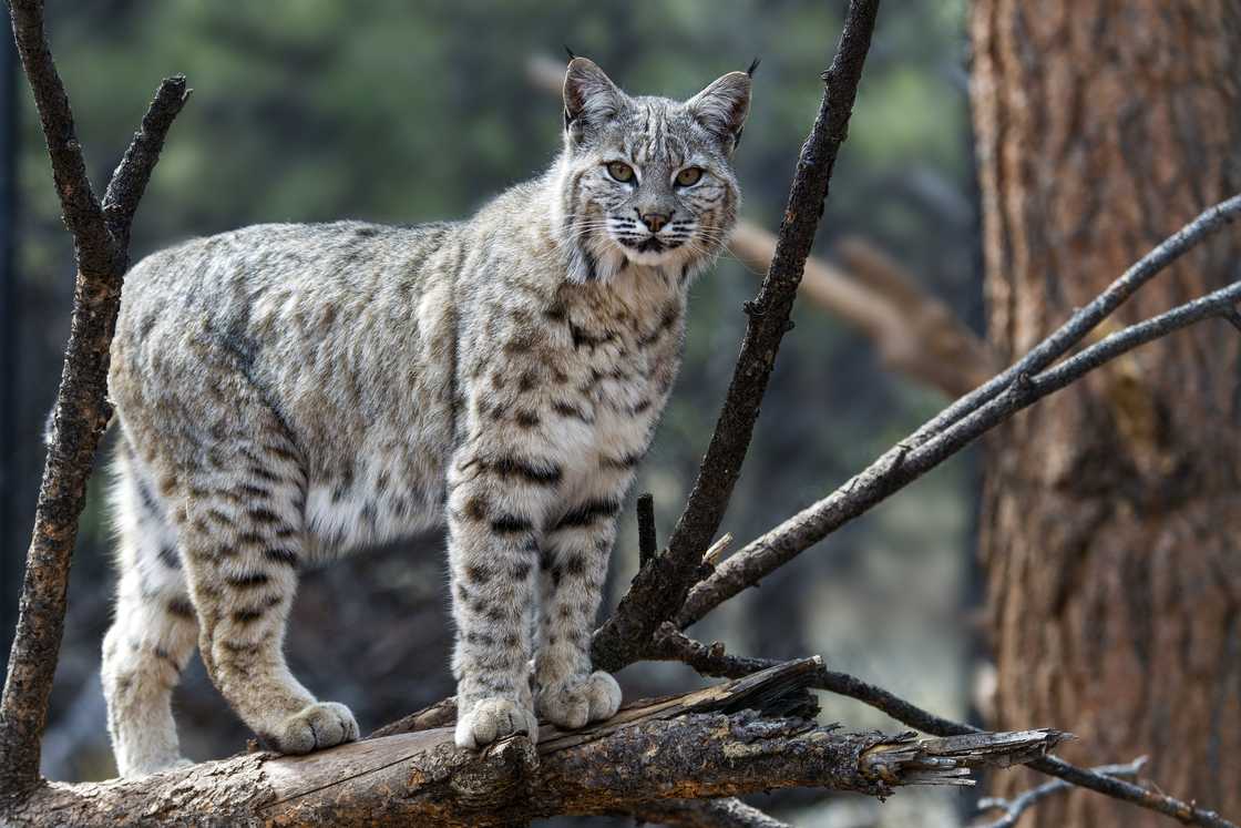 A bobcat standing on a dry wood in a forest