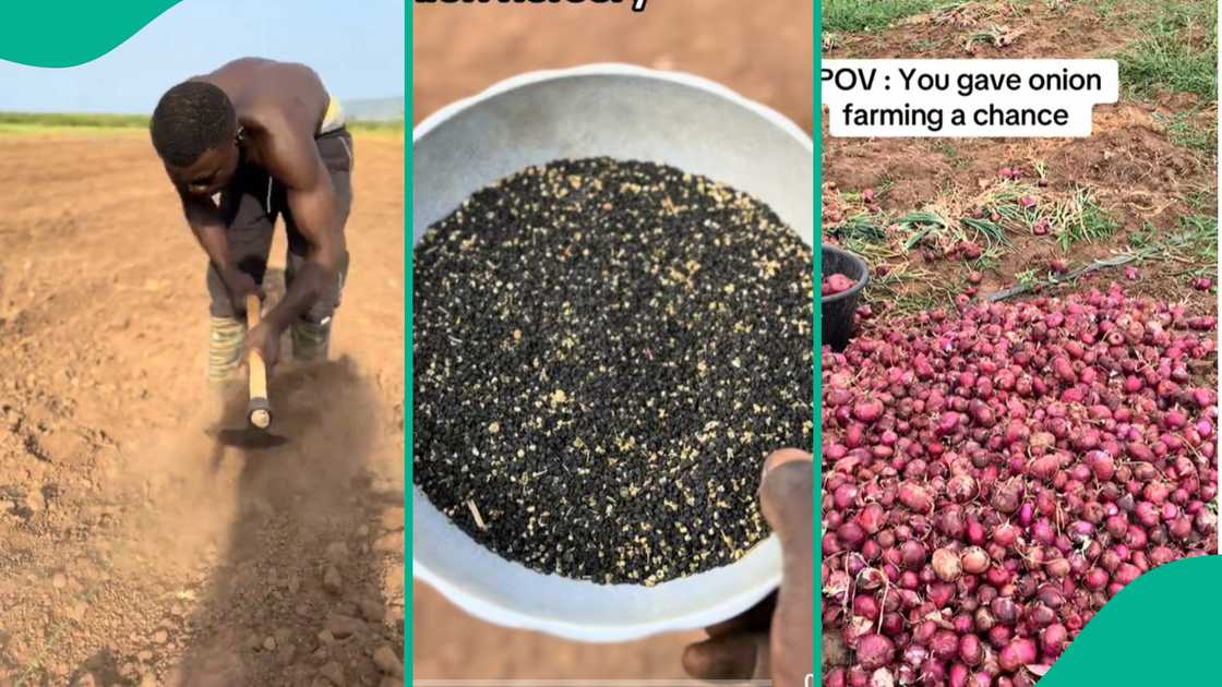 Man shows what onion seeds look like. Man shows what onion seeds look like.