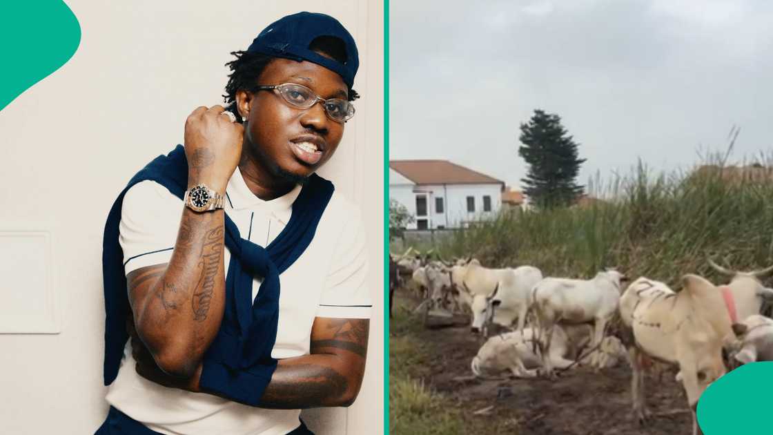 Zlatan Ibile will give away five cows from his wedding gifts to people holding ceremonies