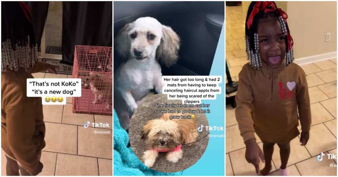 Little girl, Koko Little girl, Koko