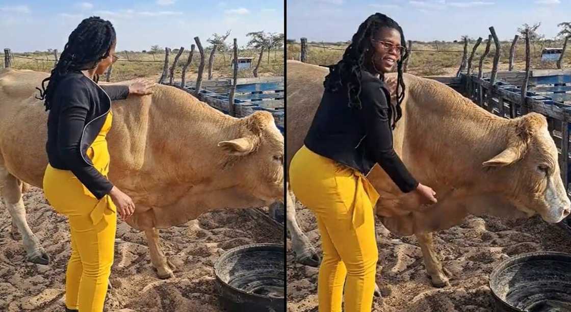 Photos of a beautiful and curvy lady playing with fat cow. Photos of a beautiful and curvy lady playing with fat cow.