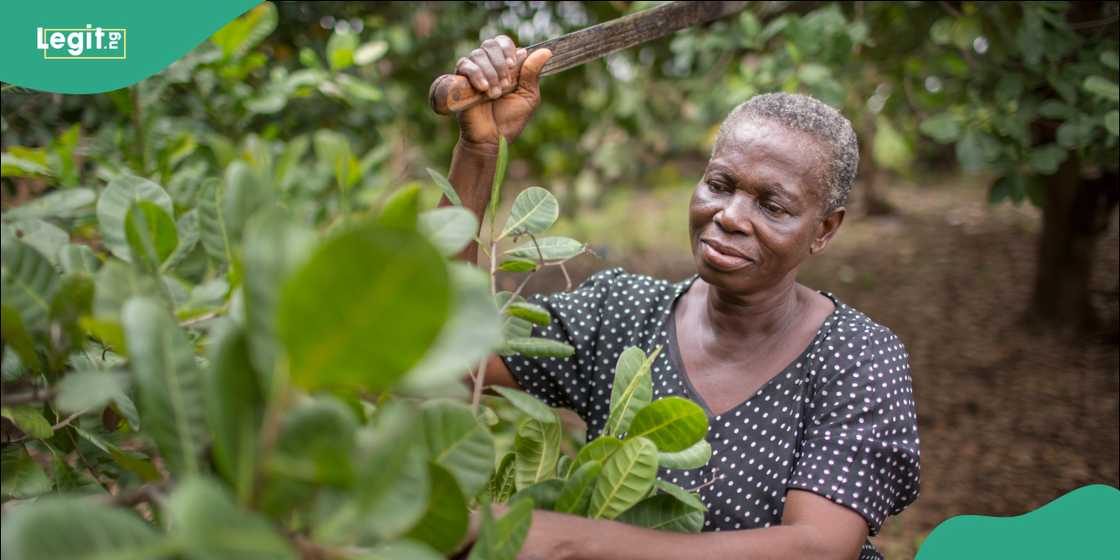 Cashew farm. Cashew farm.