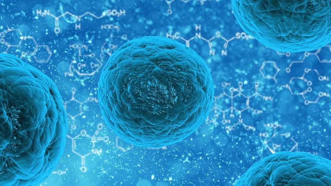 Double Stemcell benefits: are there any? Double Stemcell benefits: are there any?