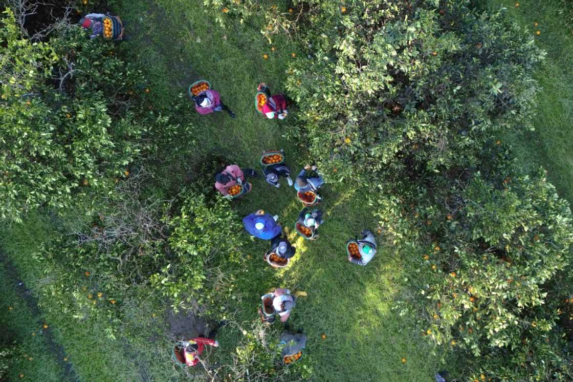 Fruit producers in Argentina complain that the economic reforms undertaken by President Javier Milei have not gone far enough in helping the farming sector Fruit producers in Argentina complain that the economic reforms undertaken by President Javier Milei have not gone far enough in helping the farming sector