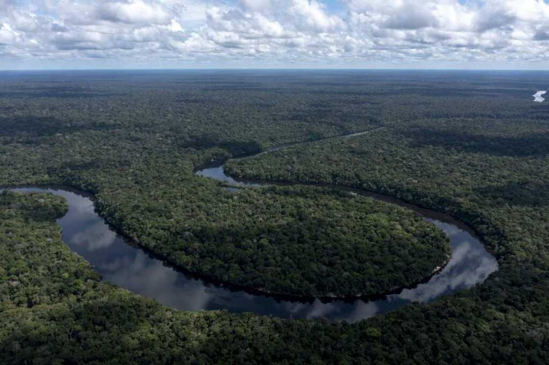 An estimated 60 percent of tree species in the Amazon are yet to be discovered