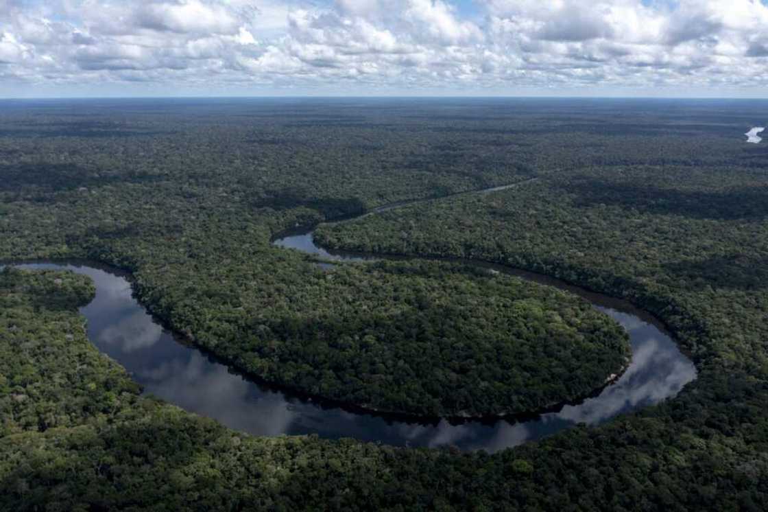 An estimated 60 percent of tree species in the Amazon are yet to be discovered An estimated 60 percent of tree species in the Amazon are yet to be discovered