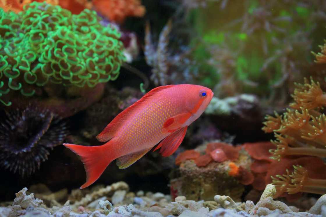 How often do fish drink water? How often do fish drink water?