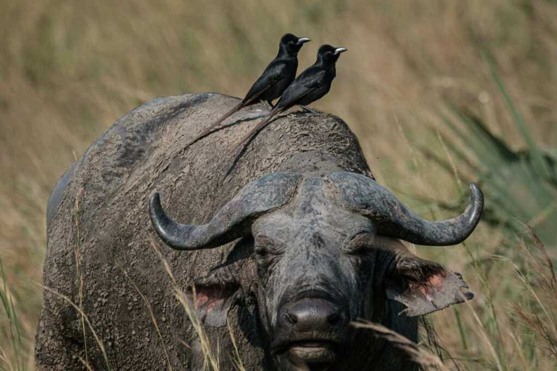 The East African oil project includes drilling in Murchison Falls, Uganda's largest national park The East African oil project includes drilling in Murchison Falls, Uganda's largest national park