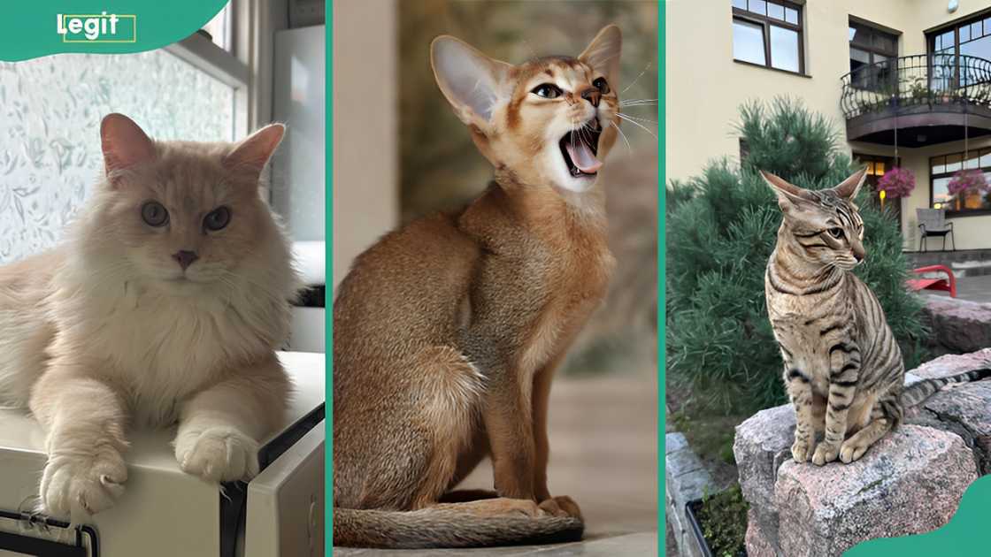 Kurilian bobtail (L), Abyssinian cat (C), and Serengeti cat breeds (R)