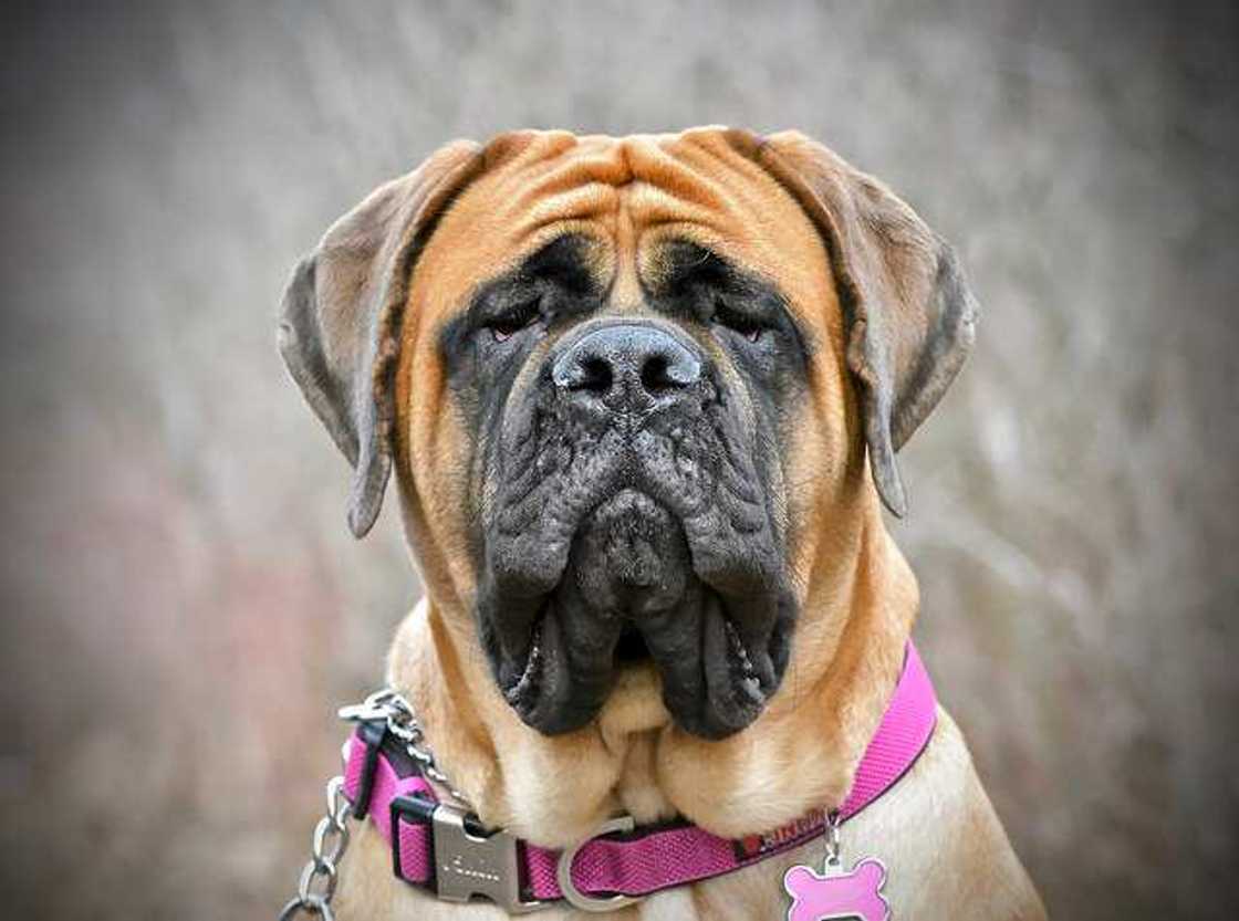 English Mastiff English Mastiff