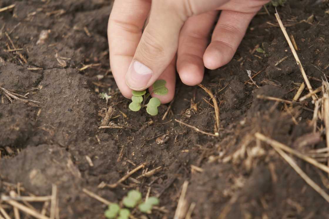 Canola plants sprout in a field in Davidson, Saskatchewan, Canada, in May 2023. The province is the largest producer of canola in the country Canola plants sprout in a field in Davidson, Saskatchewan, Canada, in May 2023. The province is the largest producer of canola in the country