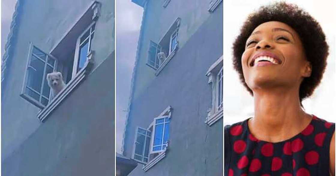 Hilarious dog, jumps building, scale Hilarious dog, jumps building, scale