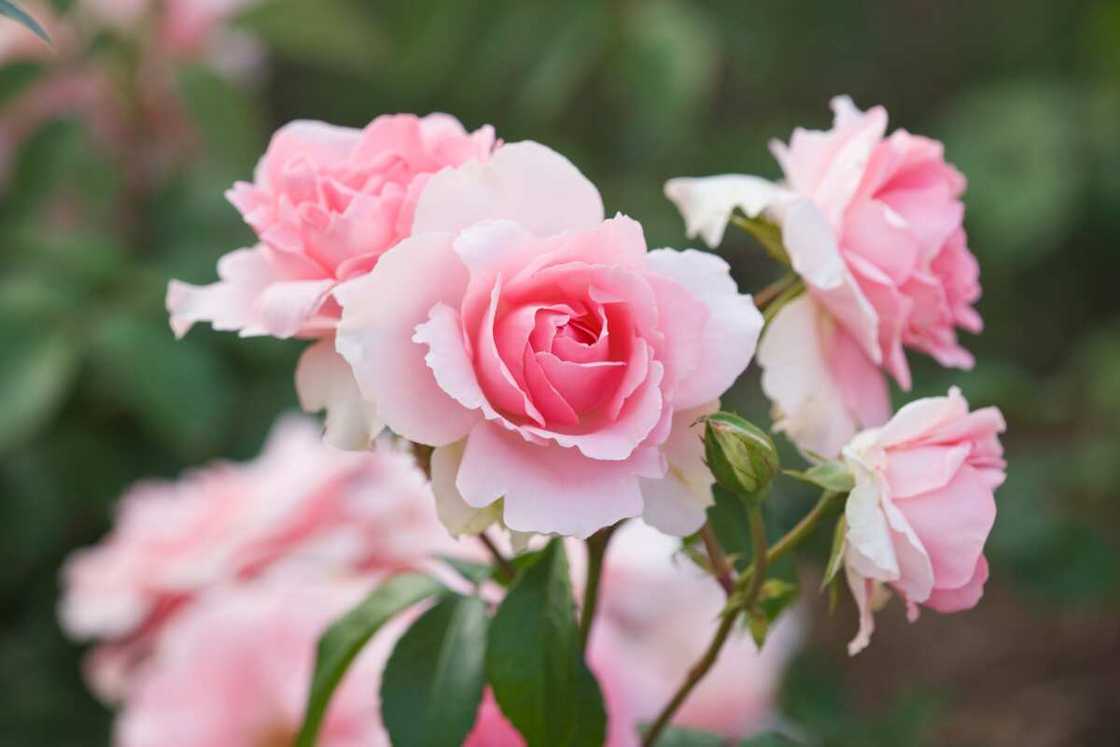 Pink roses Pink roses