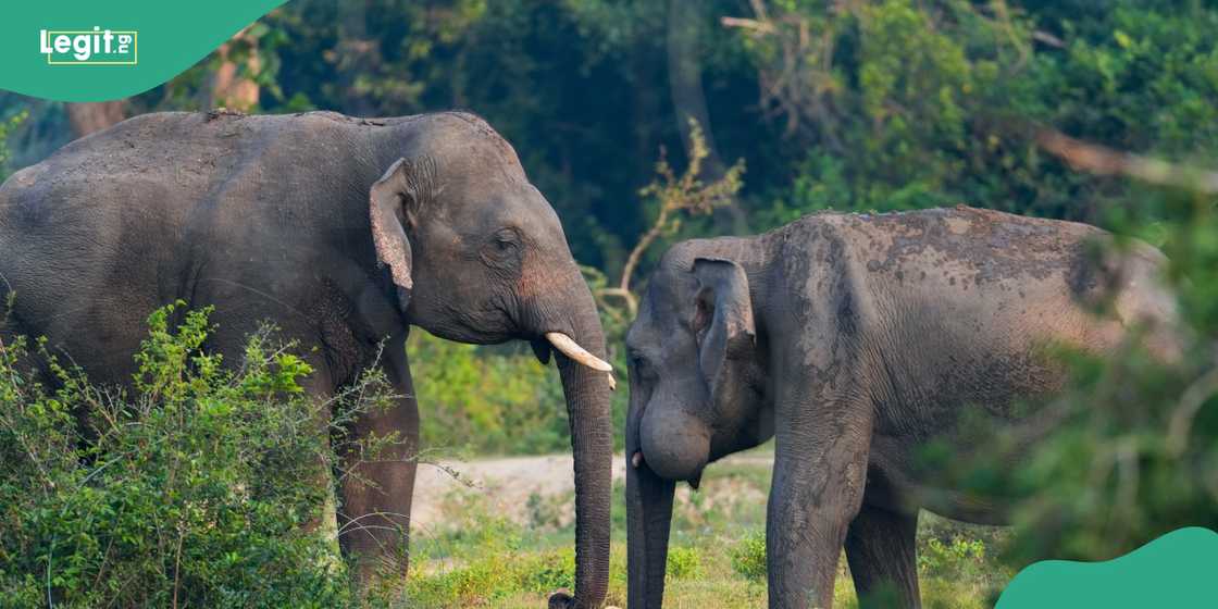 Concerns thicken in the Boki local government area (LGA) of Cross River state amid rising wild elephant attacks. Concerns thicken in the Boki local government area (LGA) of Cross River state amid rising wild elephant attacks.