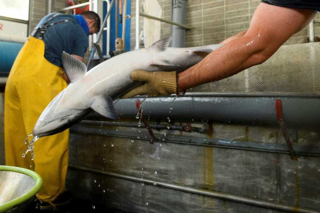 Salmon fishers are waiting to receive financial compensation from federal authorities for the fishing ban Salmon fishers are waiting to receive financial compensation from federal authorities for the fishing ban