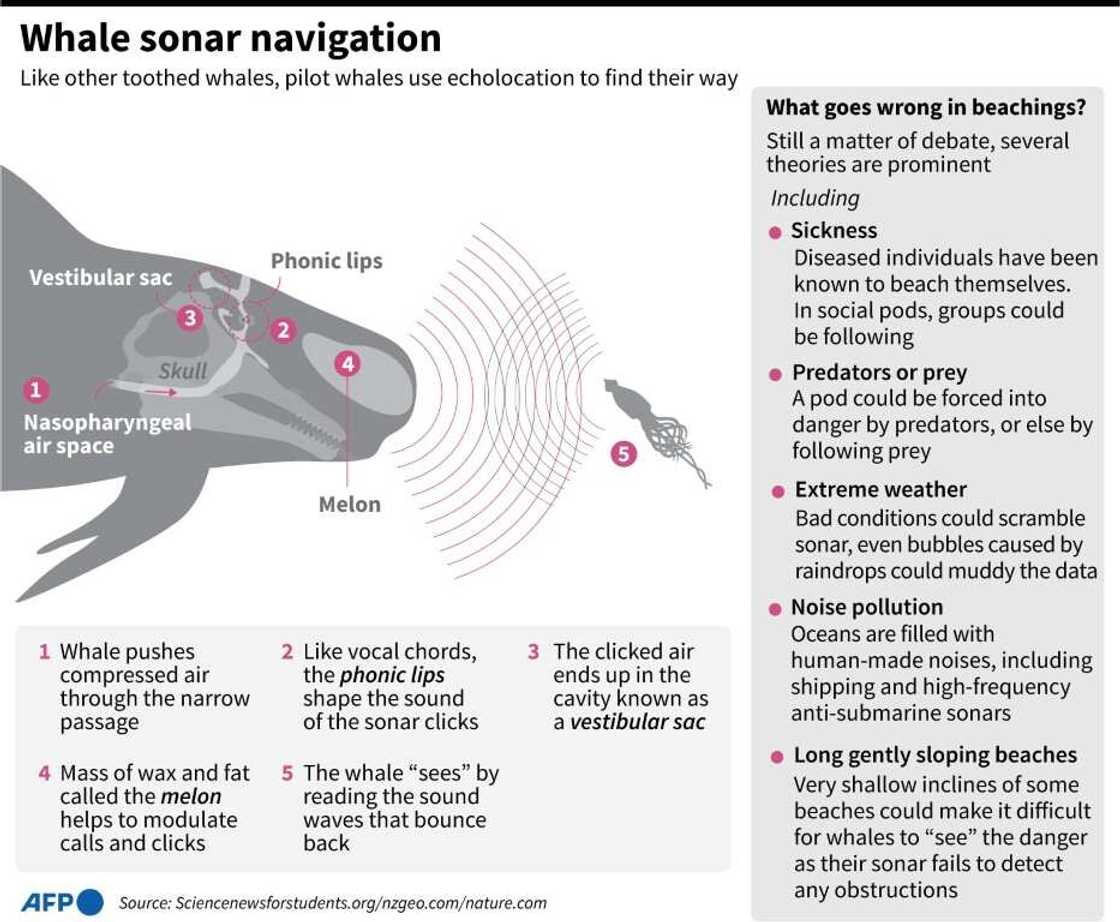 Whale sonar navigation Whale sonar navigation