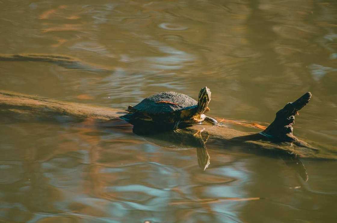 cute names for turtles cute names for turtles