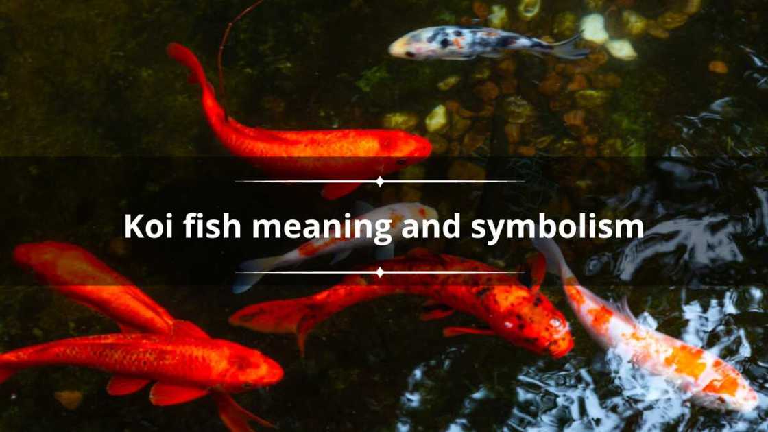 Koi fish meaning